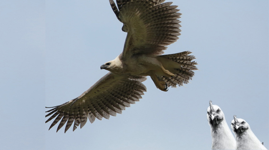 ALS JE WIL VLIEGEN ALS EEN AREND, STOP DAN TE LOPEN TUSSEN DE KIPPEN